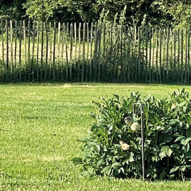 Support boule de graisse pour oiseaux, à piquer